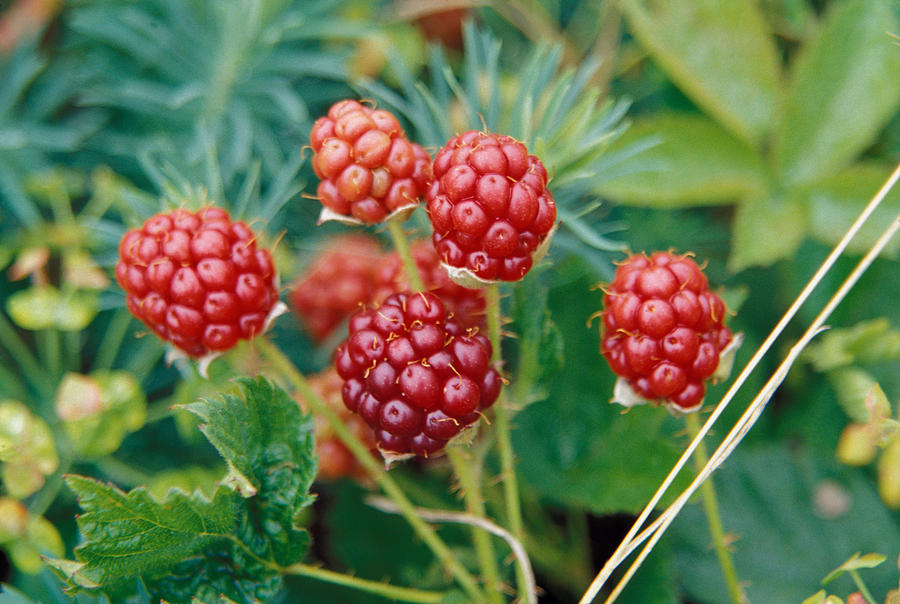 Fruit Photograph - Highbush Blackberry Rubus Allegheniensis Grows Wild In Old Fields And At Roadsides by Anonymous