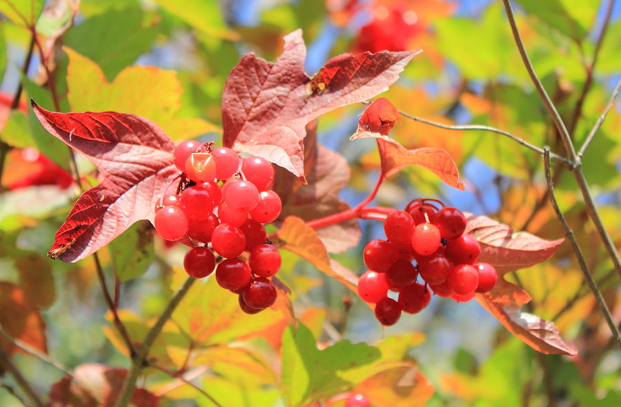 Highbush Cranberry in September Photograph by Jim Sauchyn