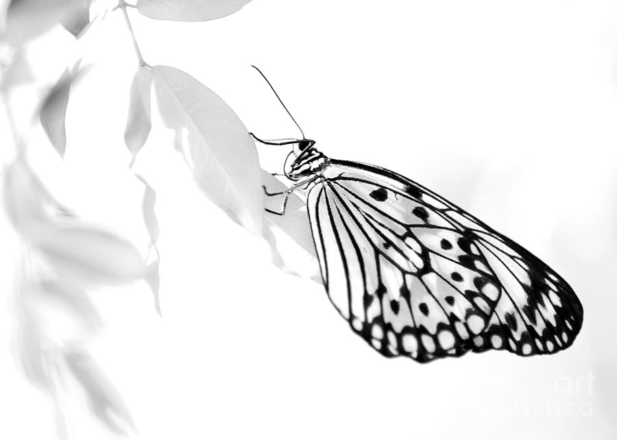 Black And White Photograph - Highkey Rice Paper Butterfly by Sabrina L Ryan