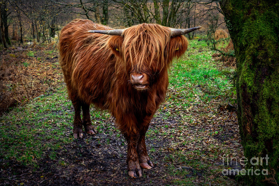 Fall Photograph - Highland Beast  by Adrian Evans