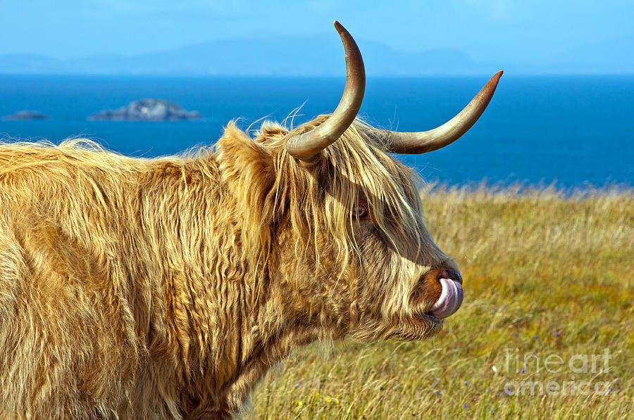 Highland Beauty Photograph by Bel Menpes