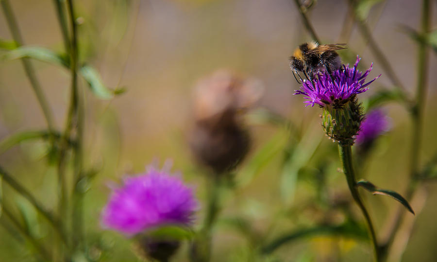 Highland Bee Photograph by Matthew Onheiber