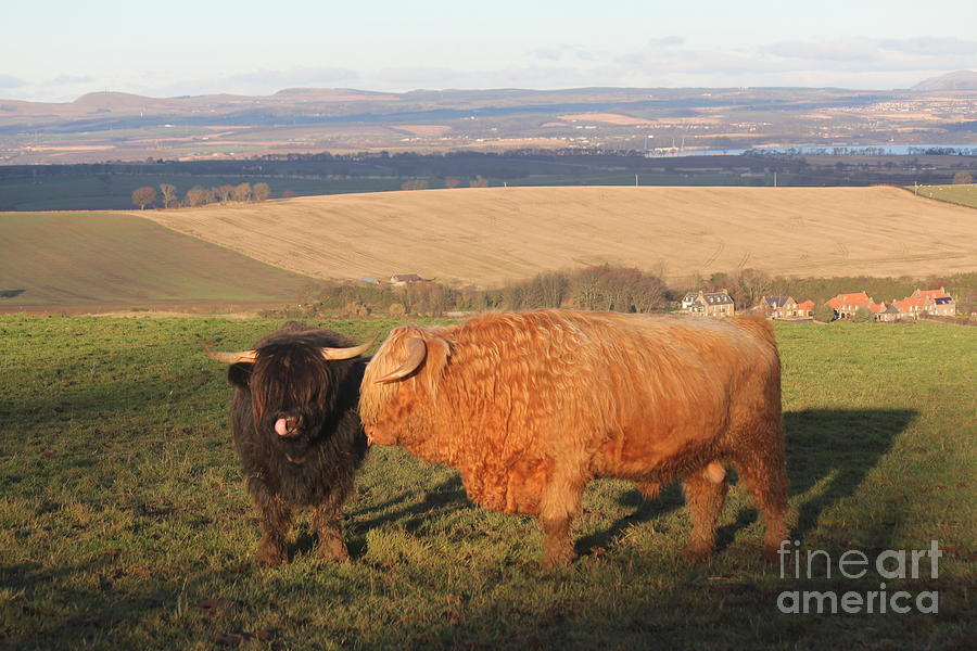 Highland Bull and Cow Photograph by David Grant