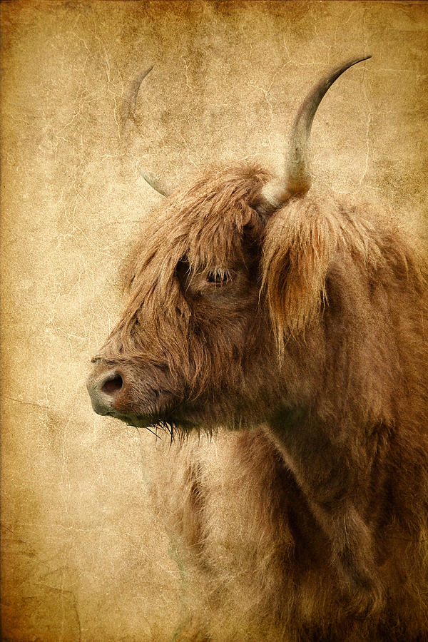 Animal Photograph - Highland Bull by Athena Mckinzie
