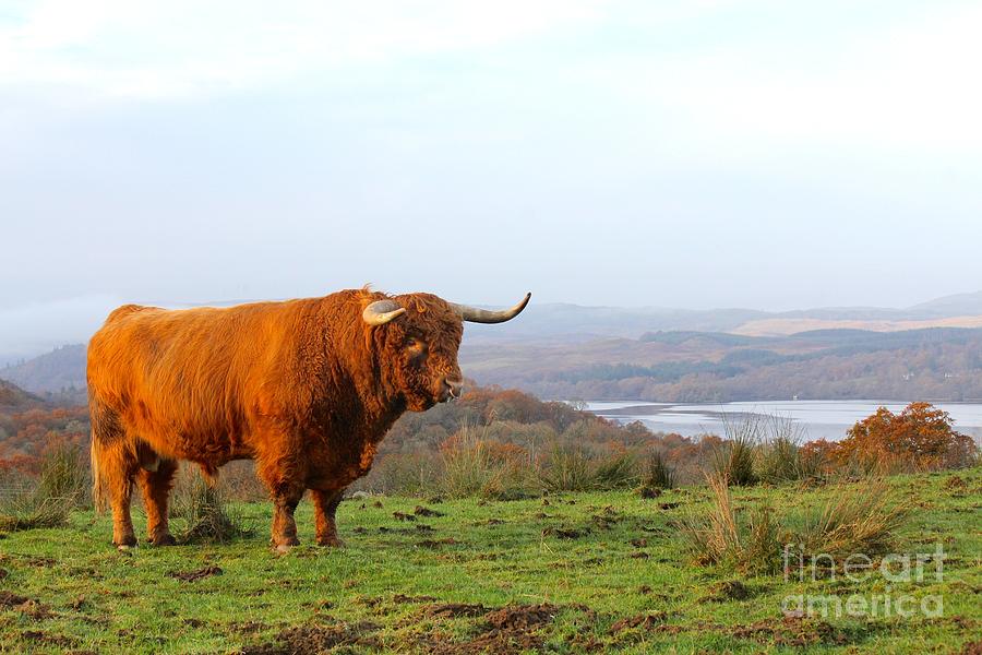 Highland Bull Photograph by David Grant
