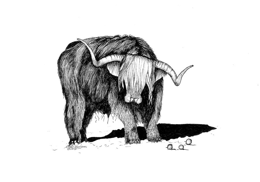Highland bull Drawing by Petra Stephens