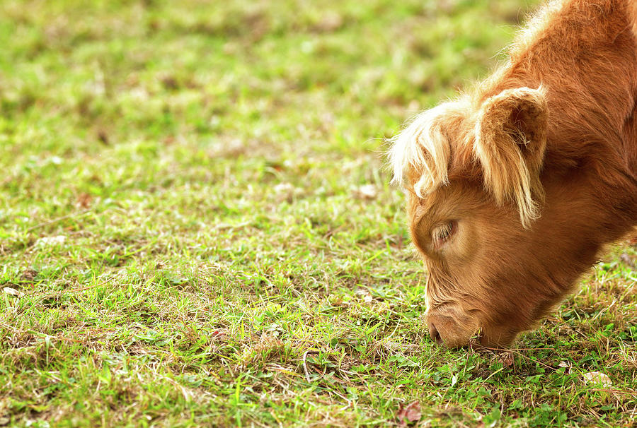 Highland Calf Grazing Close-up Photograph by Nicolasmccomber