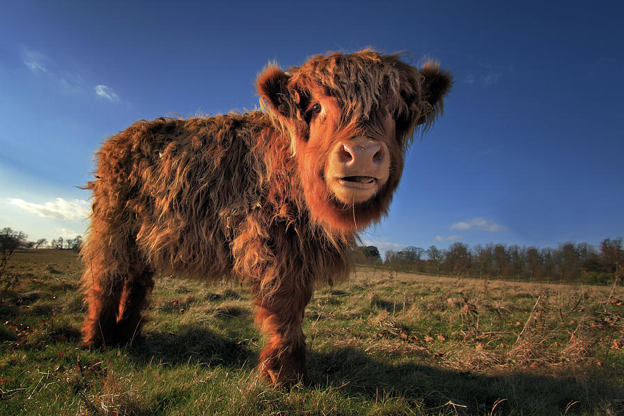 Highland Calf Photograph by Paul Baggaley