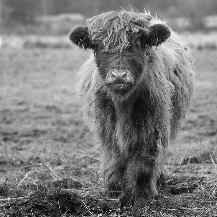Highland Calf Photograph by Sonya Lang