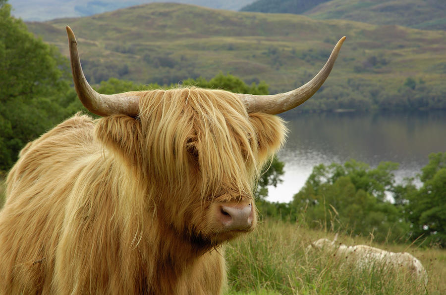 Highland Cattle Above Loch Katrine Photograph by Gary Cook / Robertharding