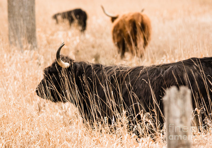 Highland Cattle Photograph by Cheryl Baxter