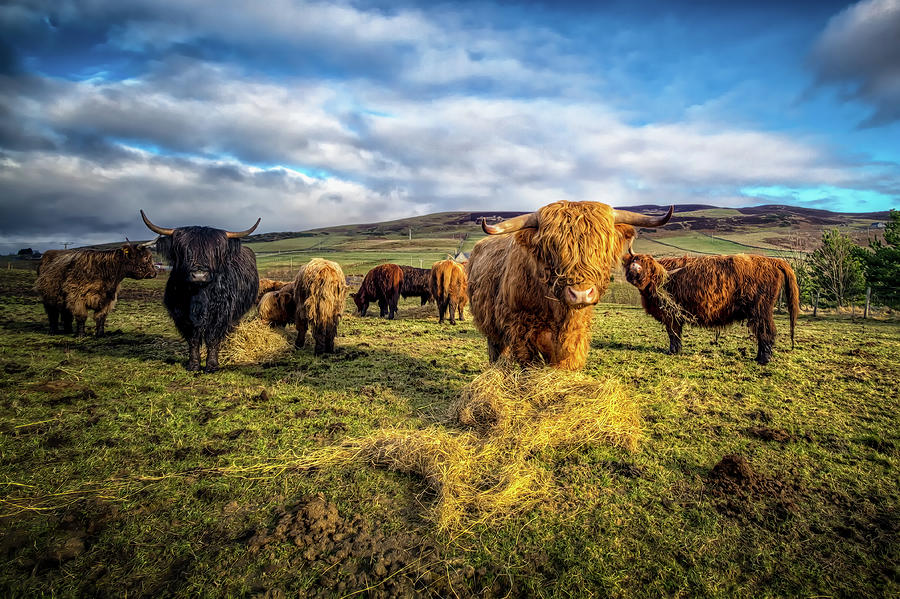 Highland Cattle Photograph by Garian Photography