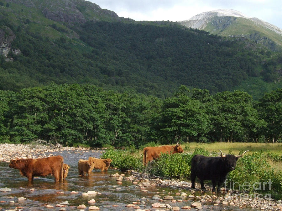 Highland Cattle - Glen Nevis Photograph by Phil Banks