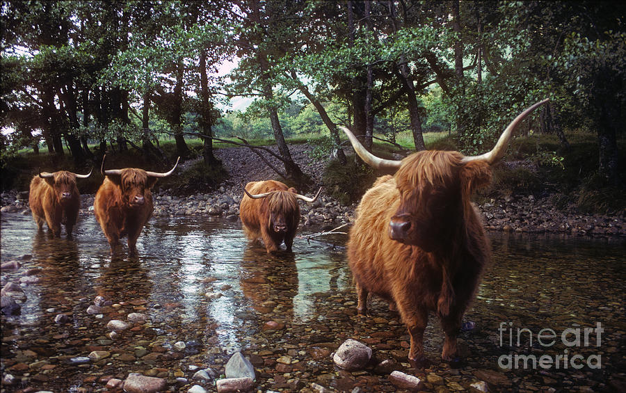 Highland Cattle keeping cool in Summer Photograph by Phil Banks