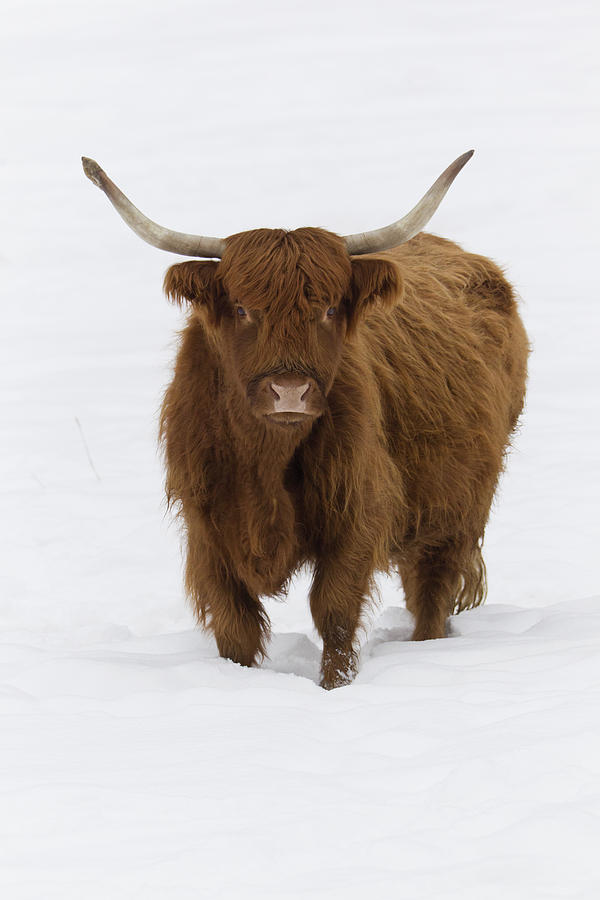 Highland Cattle In Snow Saxony Germany Photograph by Duncan Usher