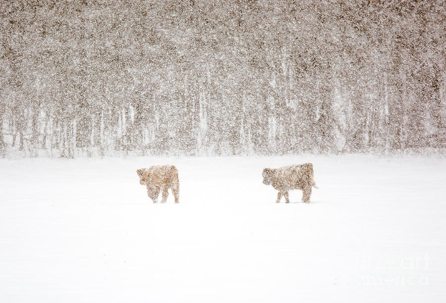 Highland Cattle In The Snow Photograph