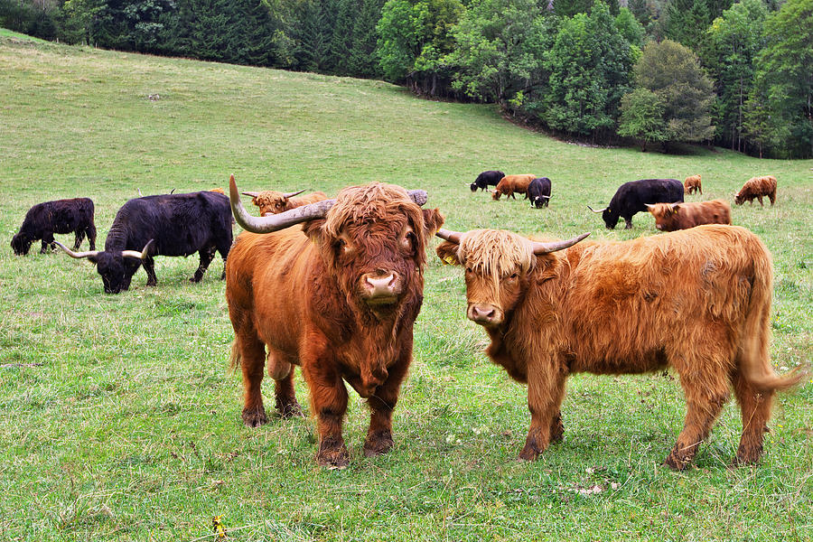 Highland cattle Photograph by Ivan Slosar