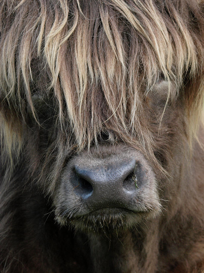 Highland Cattle Photograph by Nik Taylor