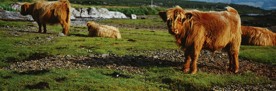 Bull Photograph - Highland Cattle On A Grassy Field, Isle by Animal Images