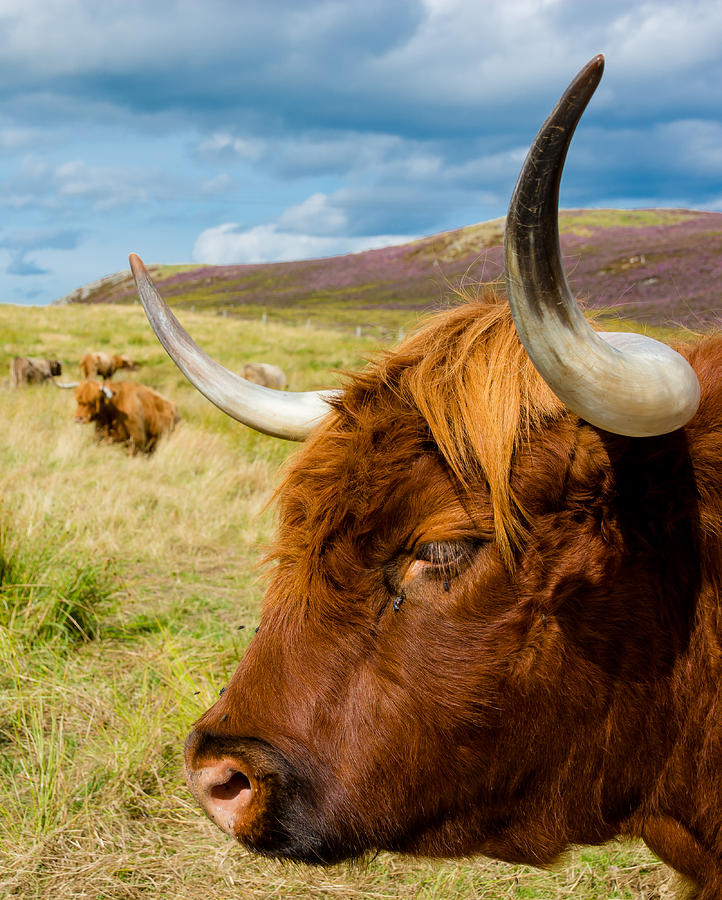 Highland Cattle On Scottish Pasture Photograph by Andreas Berthold