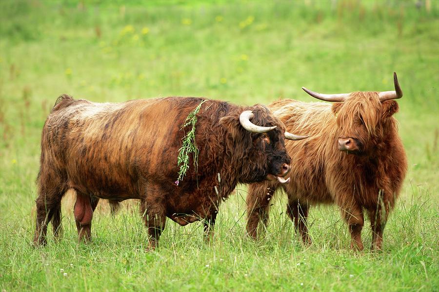 Highland Cattle Photograph by Thomas Kurmeier