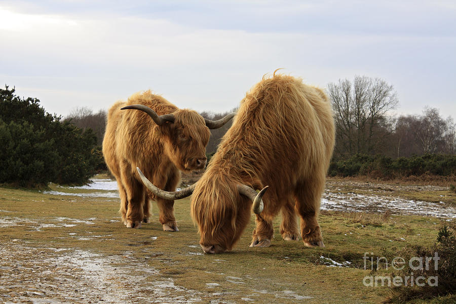 Highland Cattle UK Photograph by Julia Gavin