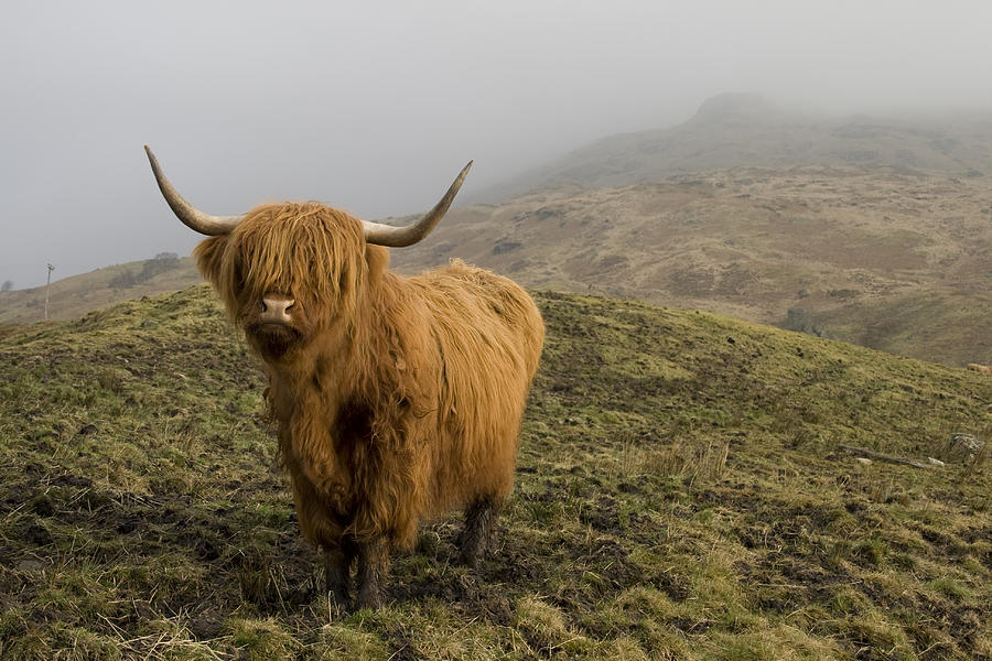 Highland Coo. Photograph by Empato