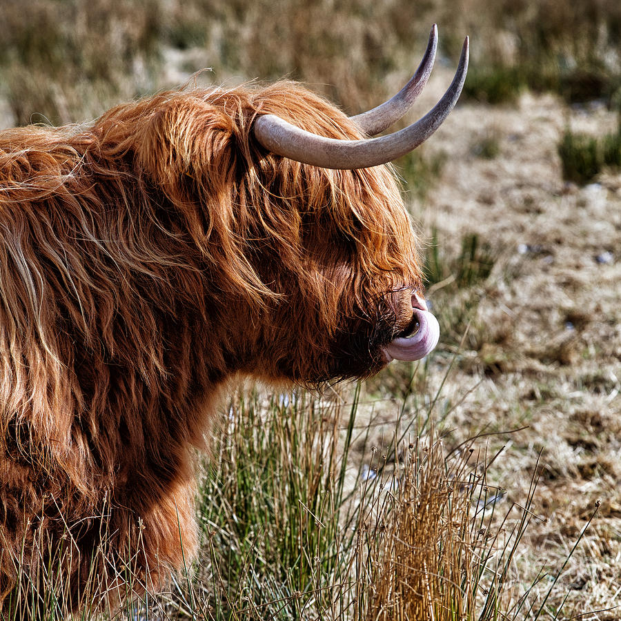 Highland Cow Photograph - Highland Coo with tongue in nose by John Farnan