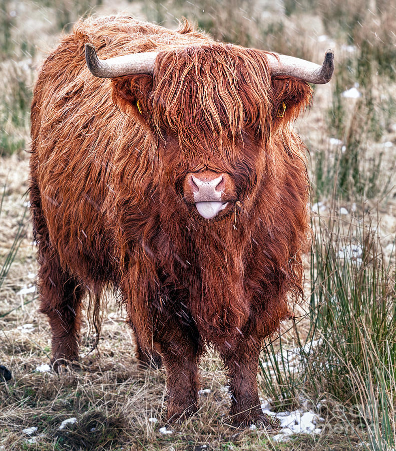 Highland Cow Photograph - Highland Coo with tongue out by John Farnan