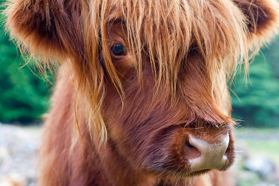Highland cow calf Photograph by Alister MacBain