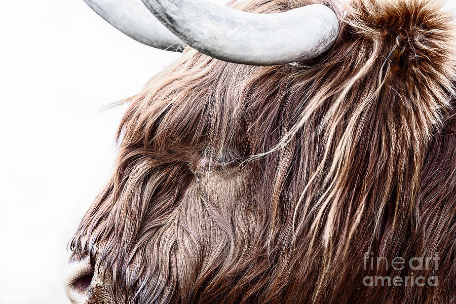 Cow Photograph - Highland Cow Color by John Farnan