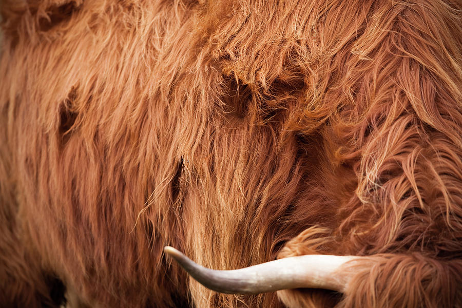 Highland Cow Photograph by Damiankuzdak
