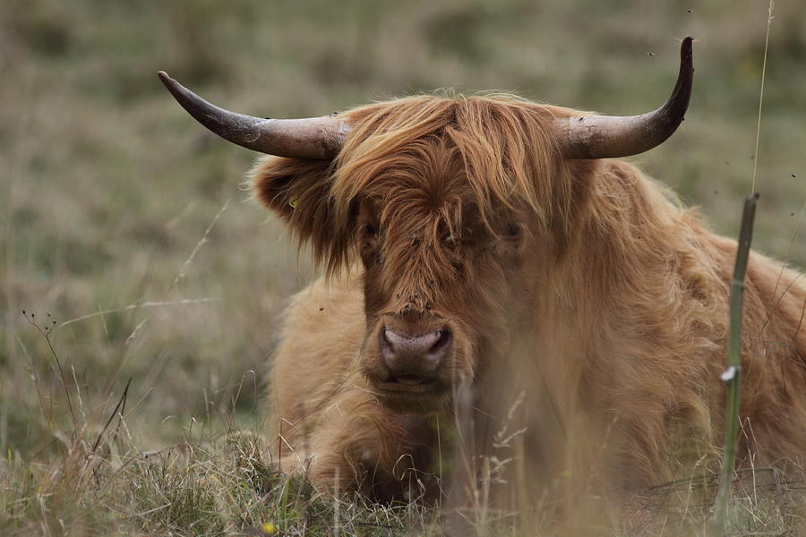Wildlife Photograph - Highland Cow by Daryl Ellis
