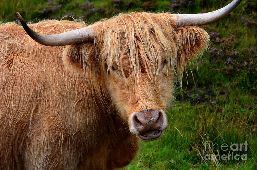 Highland Cow Photograph by DejaVu Designs