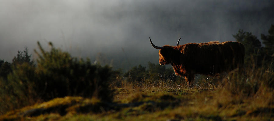 Highland cow Photograph by Gavin Macrae