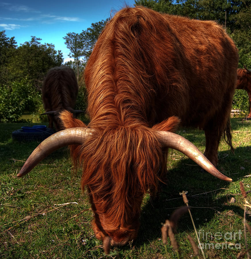 highland cow HDR Photograph by Antony McAulay