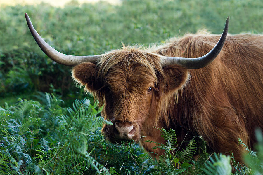 Highland Cow Photograph by Ian Jones - Fine Art America