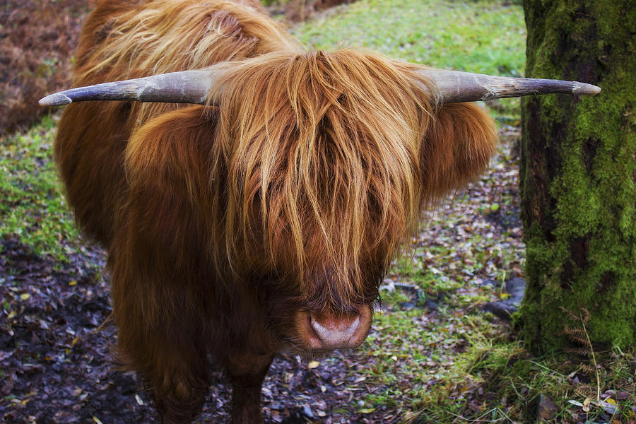 Highland Cow Photograph by Ian Mitchell
