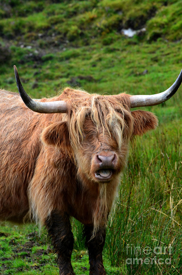 Highland Cow in Scotland Photograph by DejaVu Designs