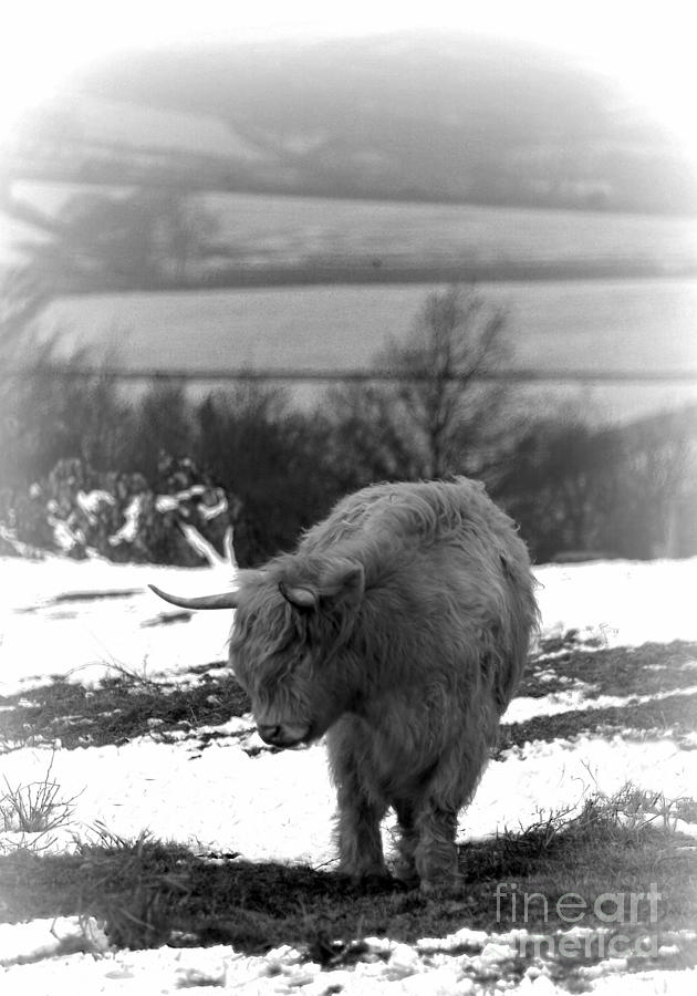 Highland Cow In Snow Photograph by Linsey Williams