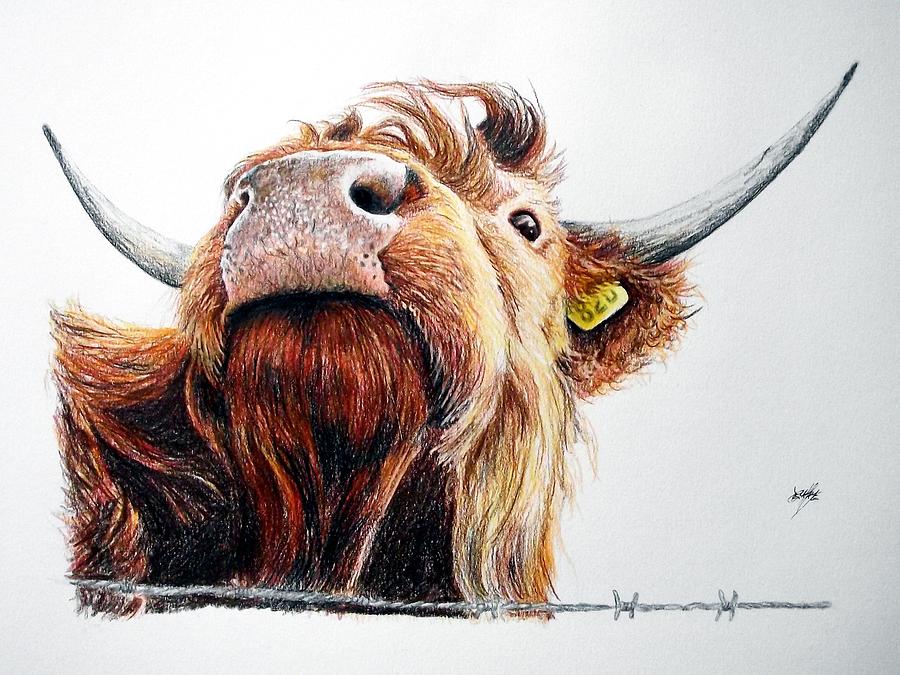 Highland Cow - Isle Of Mull Scotland Drawing by Aaron de la Haye