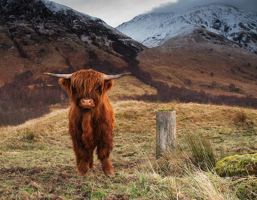 Highland Cow Photograph by Keith Thorburn LRPS EFIAP CPAGB