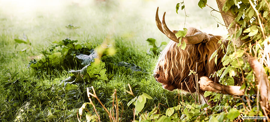 Animal Photograph - Highland cow laying down by Simon Bratt