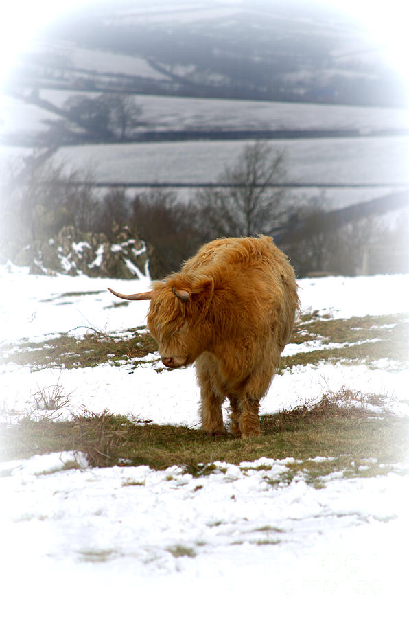 Highland Cow Photograph by Linsey Williams