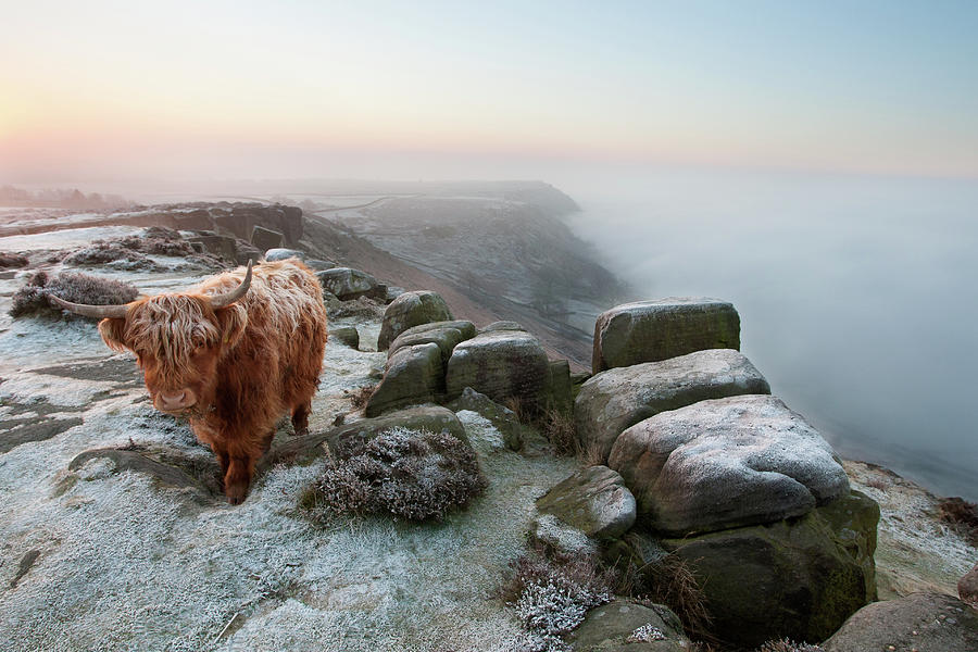 Highland Cow Photograph by Michael Batty
