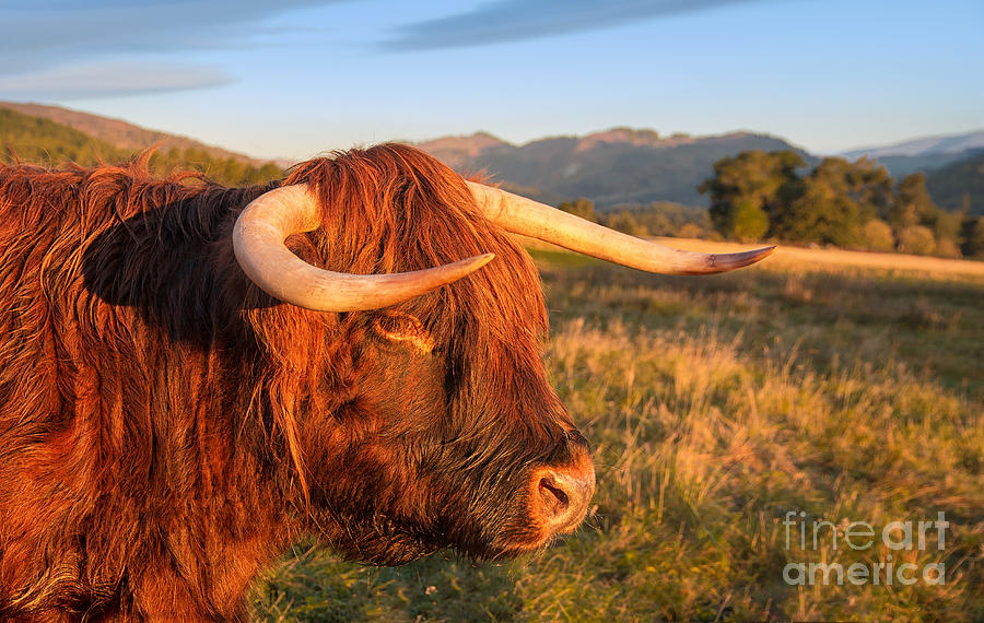 Farm Animals Photograph - Highland Cow by Mike Stephen 