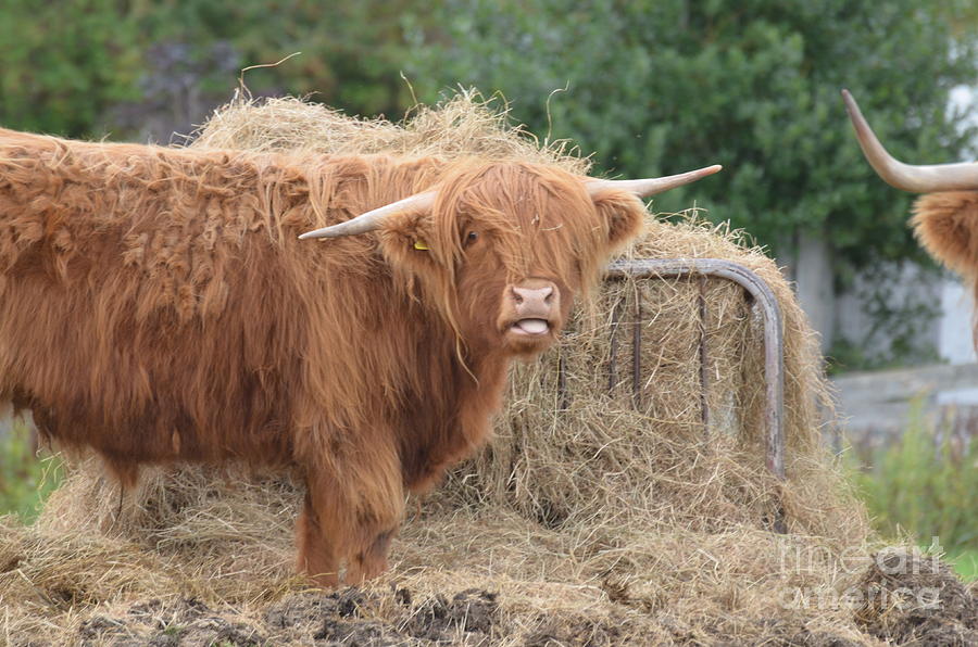 Highland Cow Munching Hay Photograph by DejaVu Designs