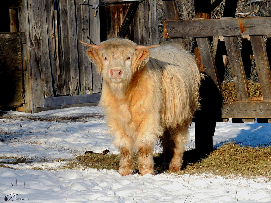 Highland Cow Photograph by Nancy Griswold