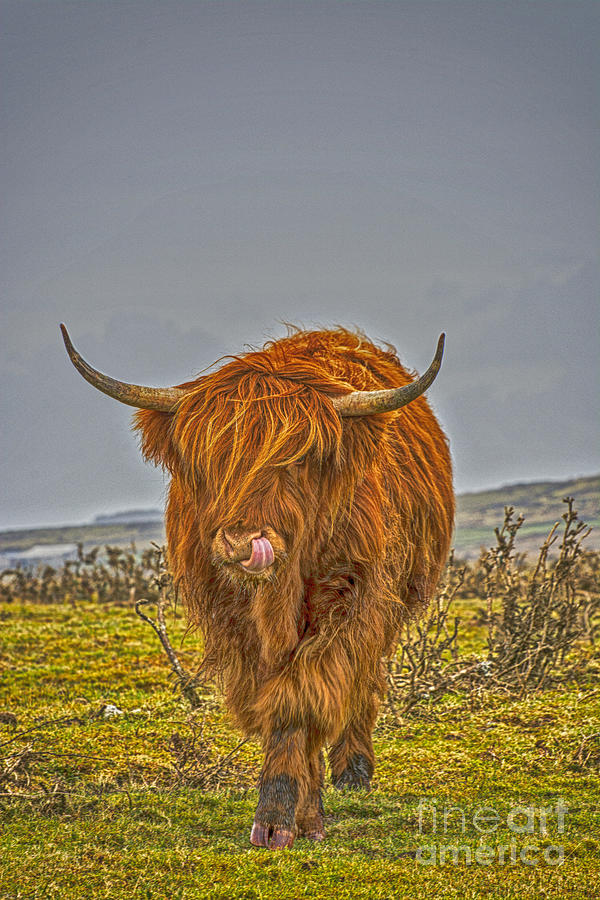 Highland Cow on Bodmin Moor Photograph by Chris Thaxter