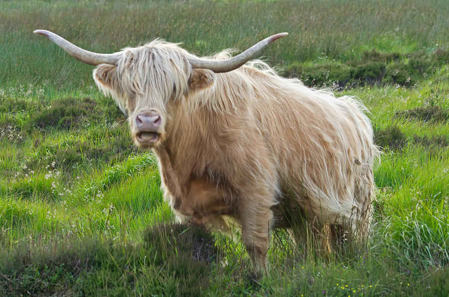 Highland Cow on Exmoor Photograph by Pete Hemington